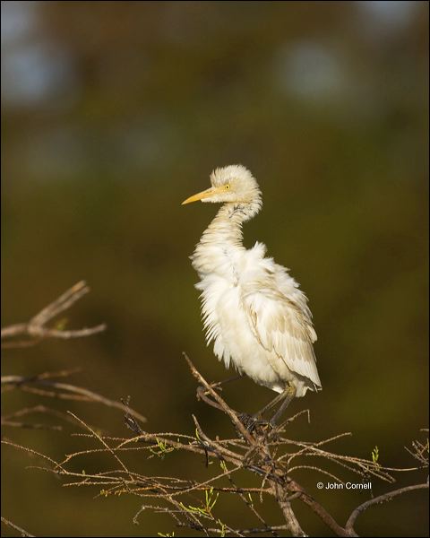 Cattle Egret;Egret;Bubulcus ibis;avifauna;feathered;feathers;wilderness;perch;perching;watch;watchful